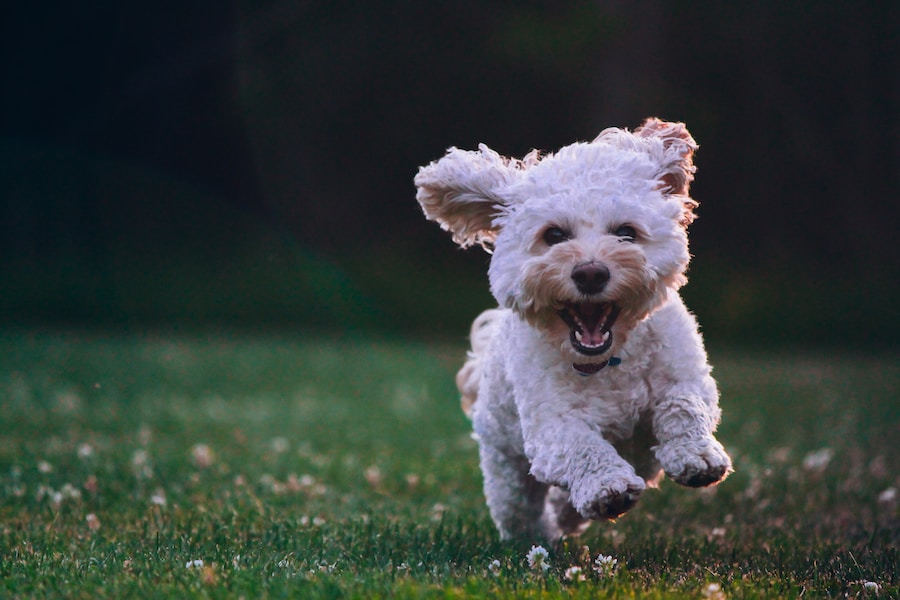 A joyful dog running across a grassy field in Pho Vietnam.